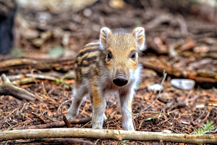 Wildschwein-Frischling