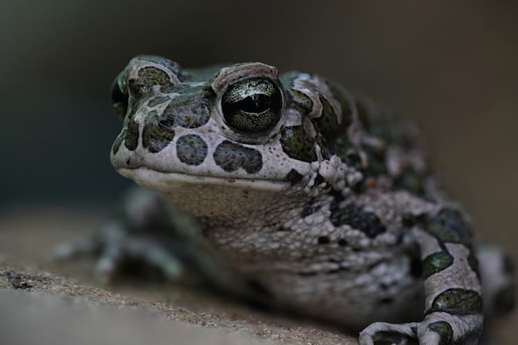 Amphibien: Wechselkröte
