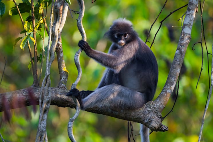 Languren: Südlicher Brillenlangur
