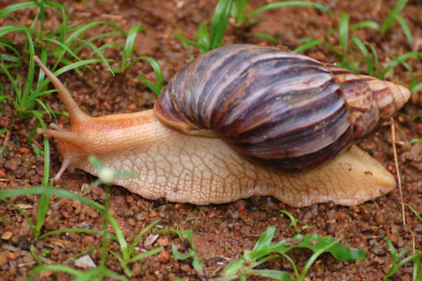 Schnecken: Große Achatschnecke