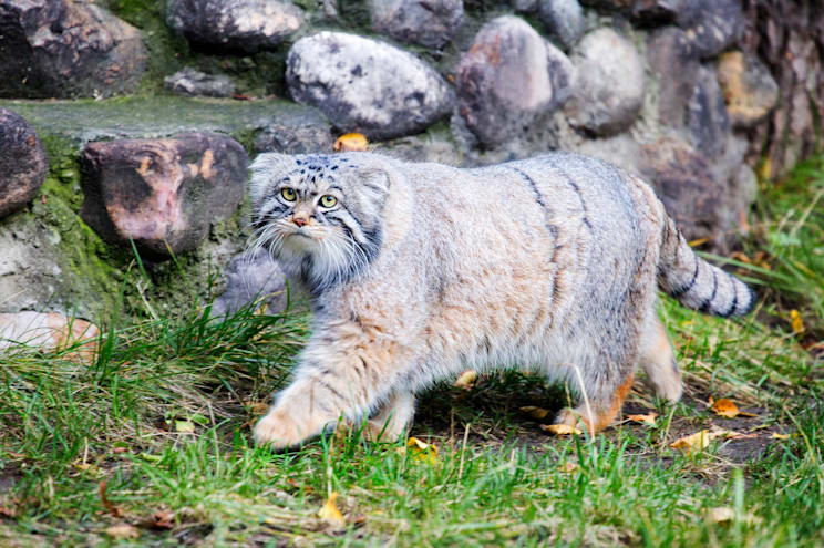 Manul