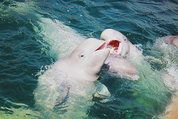 Gründelwale: Belugas