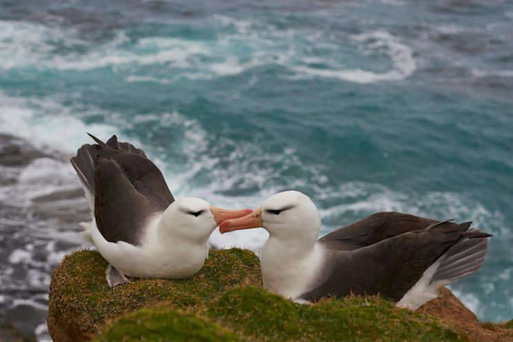 Albatrosse: Schwarzbrauenalbatros