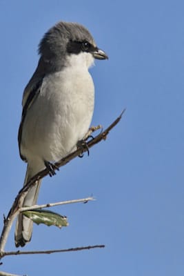 Tyrannen: Grauer Königstyrann (Tyrannus dominicensis)