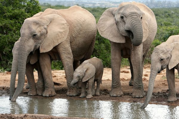 Elefanten: Addo-Elefanten-Nationalpark