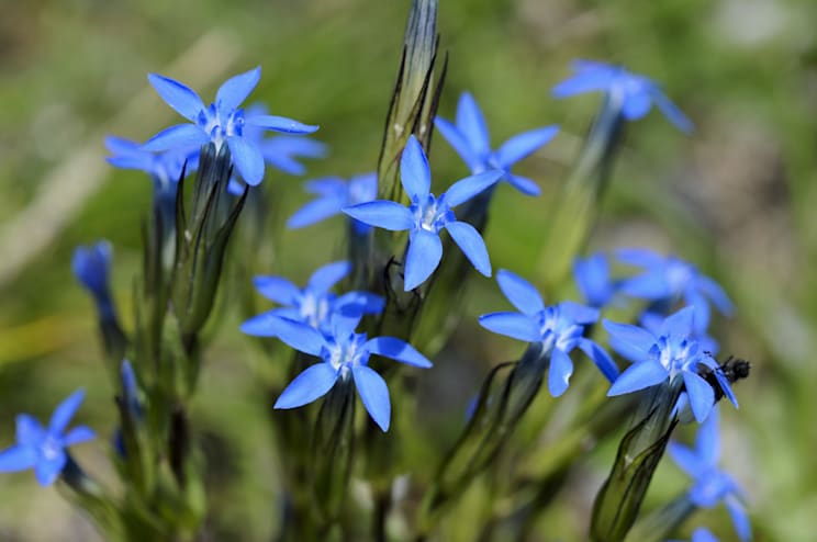 Enzian: Schneeenzian