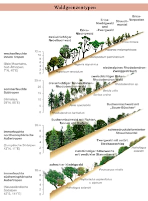 Höhenstufen: Waldgrenzentypen