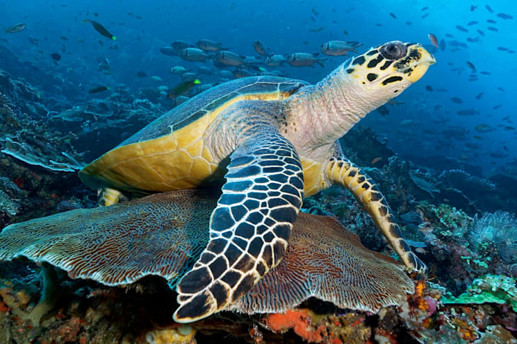 Echte Karettschildkröte